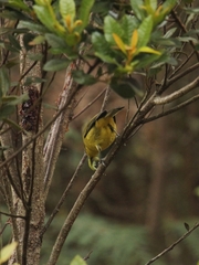 Thlypopsis superciliaris
