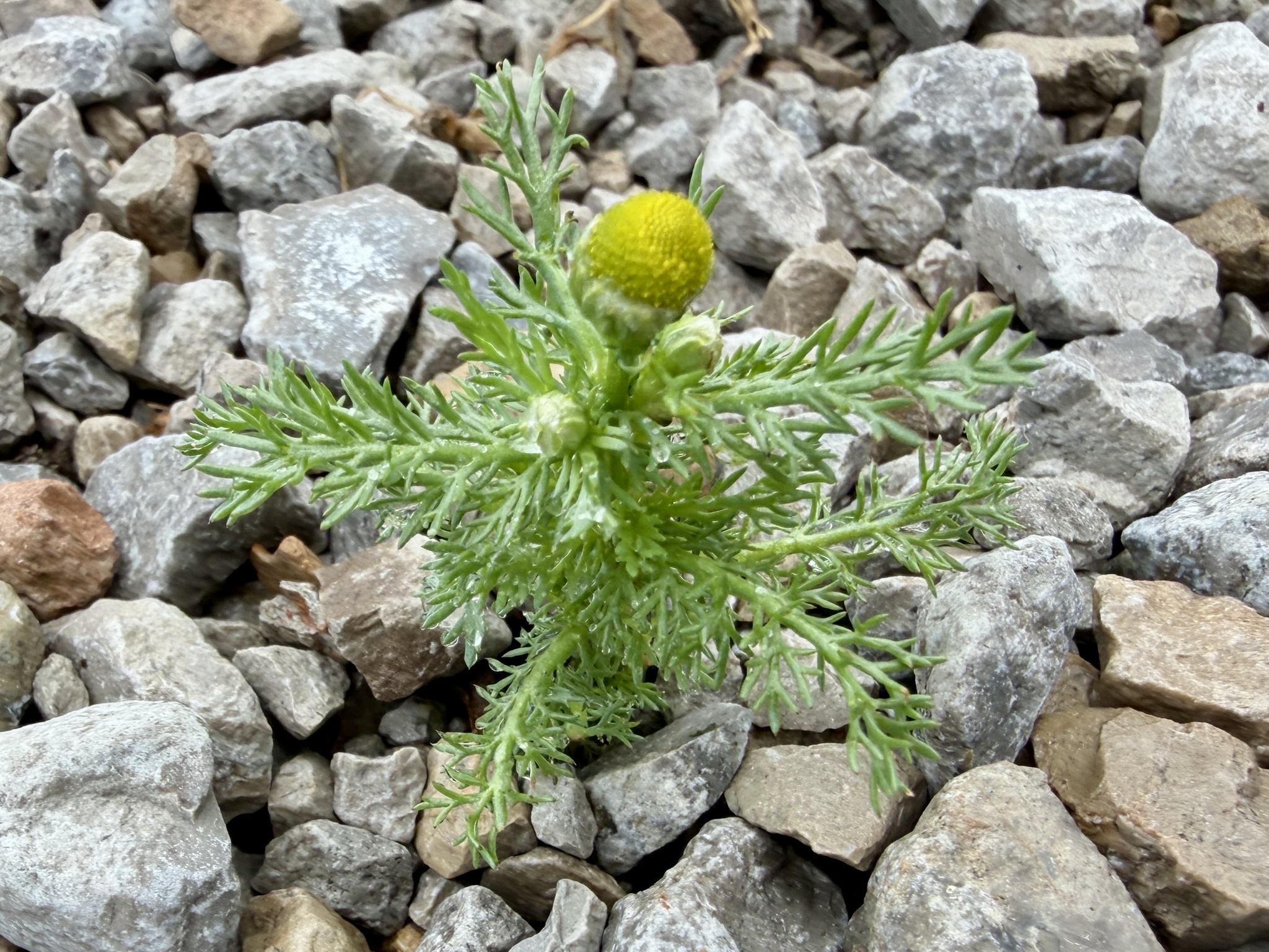 Pineapple-Weed (Matricaria discoidea)