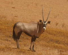 Oryx gazella