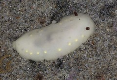 Cadlina flavomaculata