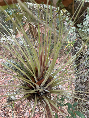 Manatee River airplant (Tillandsia simulata)