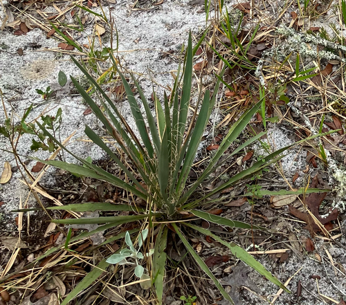 common yucca (Yucca filamentosa)