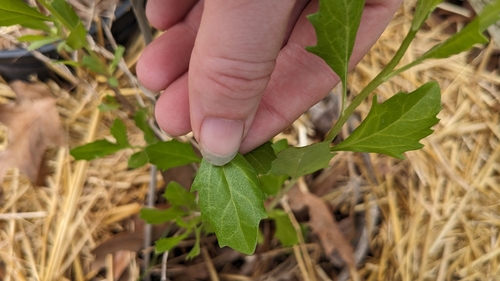 Eastern Baccharis (Baccharis halimifolia)