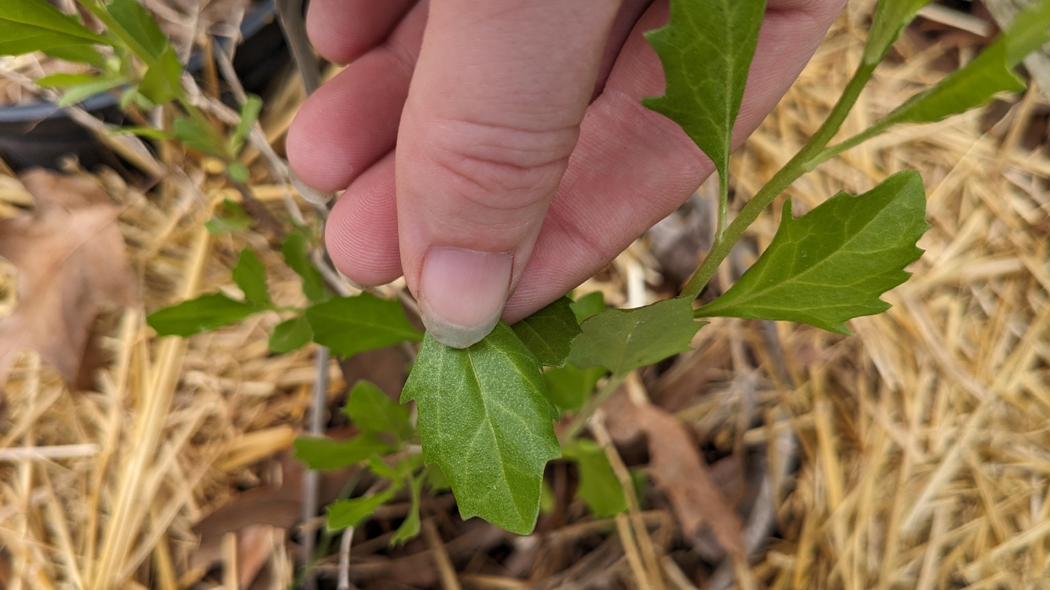 Eastern Baccharis (Baccharis halimifolia)