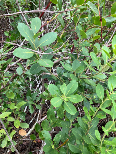 gallberry (Ilex glabra)