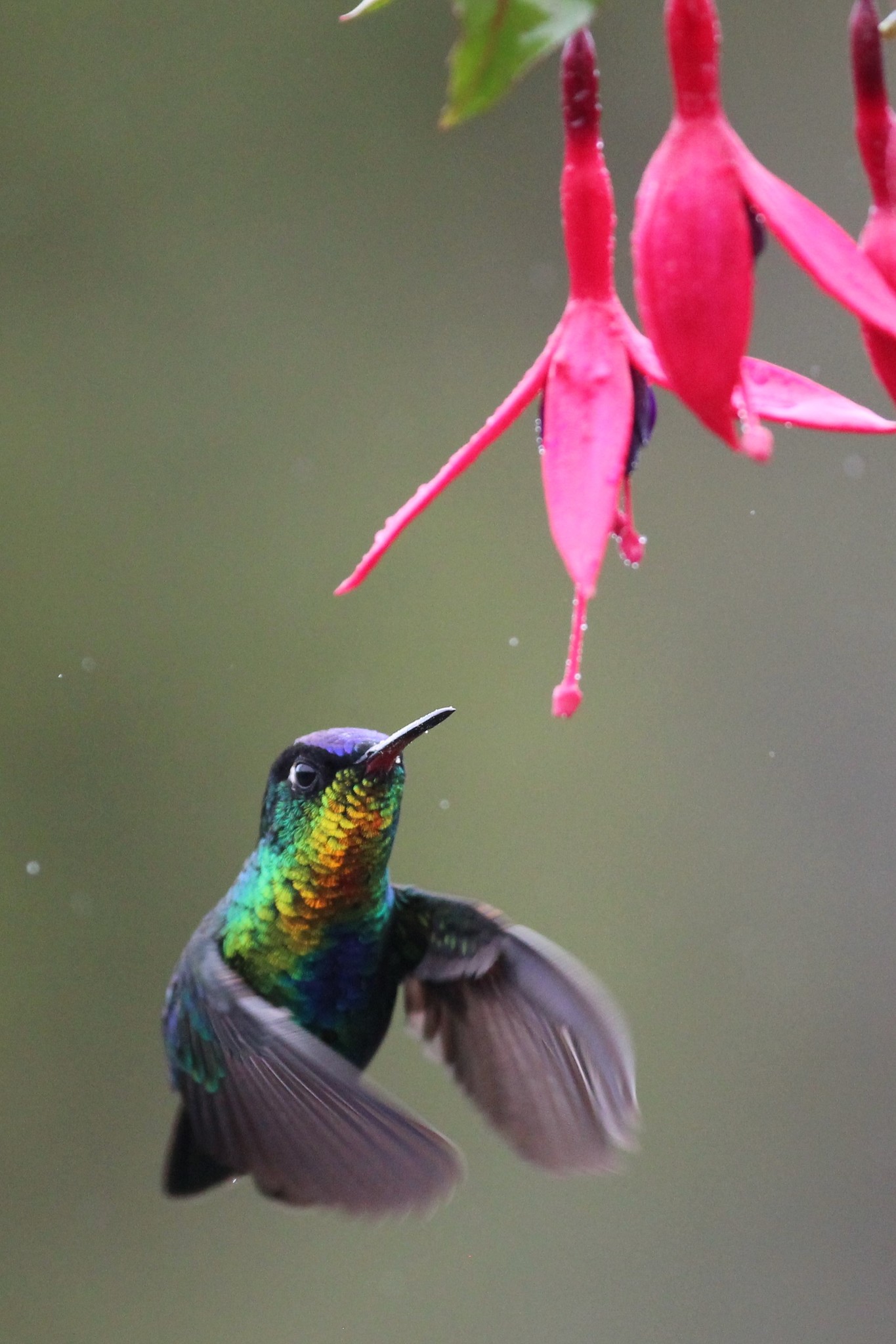 Fiery-throated Hummingbird (Panterpe insignis)
