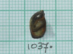 Succinea guatemalensis