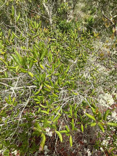 Florida scrub oak (Quercus inopina)