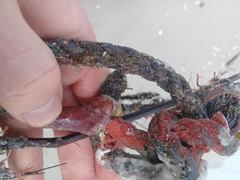 Brachidontes exustus