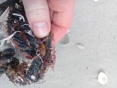 Brachidontes exustus