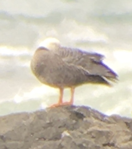 Emperor Goose (Anser canagicus), photo 10
