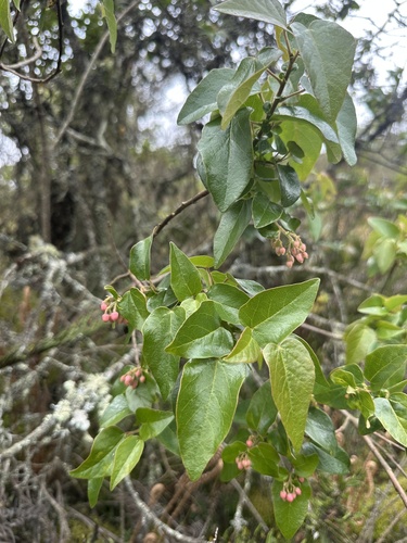 Vallea stipularis, photograph 4