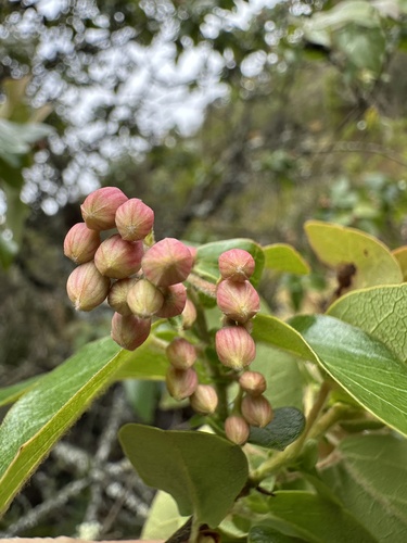 Vallea stipularis, photograph 3