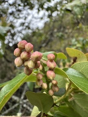 Vallea stipularis, photograph (c) Nicolás Baresch Uribe, some rights reserved (CC BY)