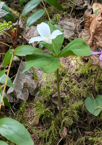 Pacific trillium (Trillium ovatum)