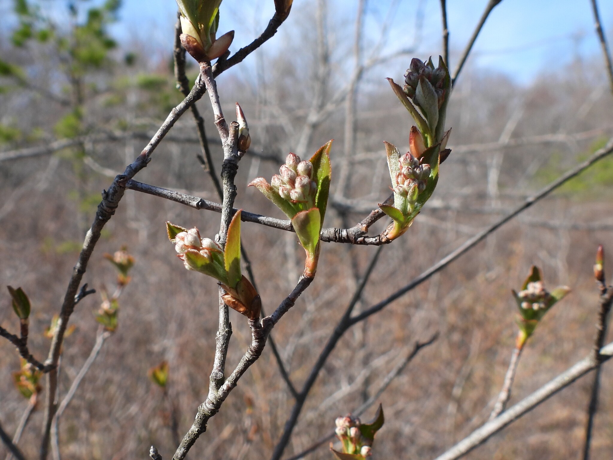 Red Chokeberry (Aronia arbutifolia)