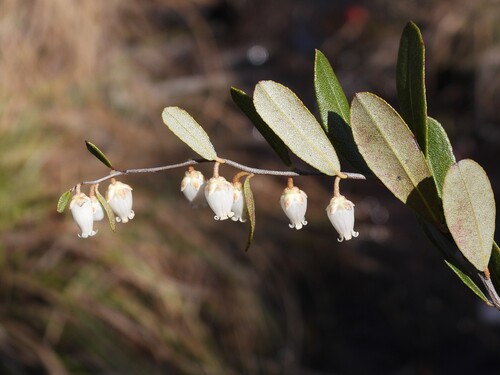 leatherleaf (Chamaedaphne calyculata)