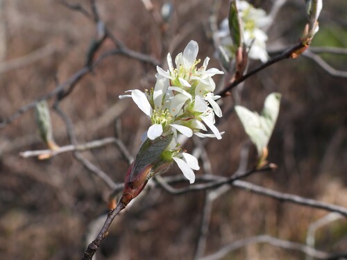 Canadian Serviceberry (Amelanchier canadensis)