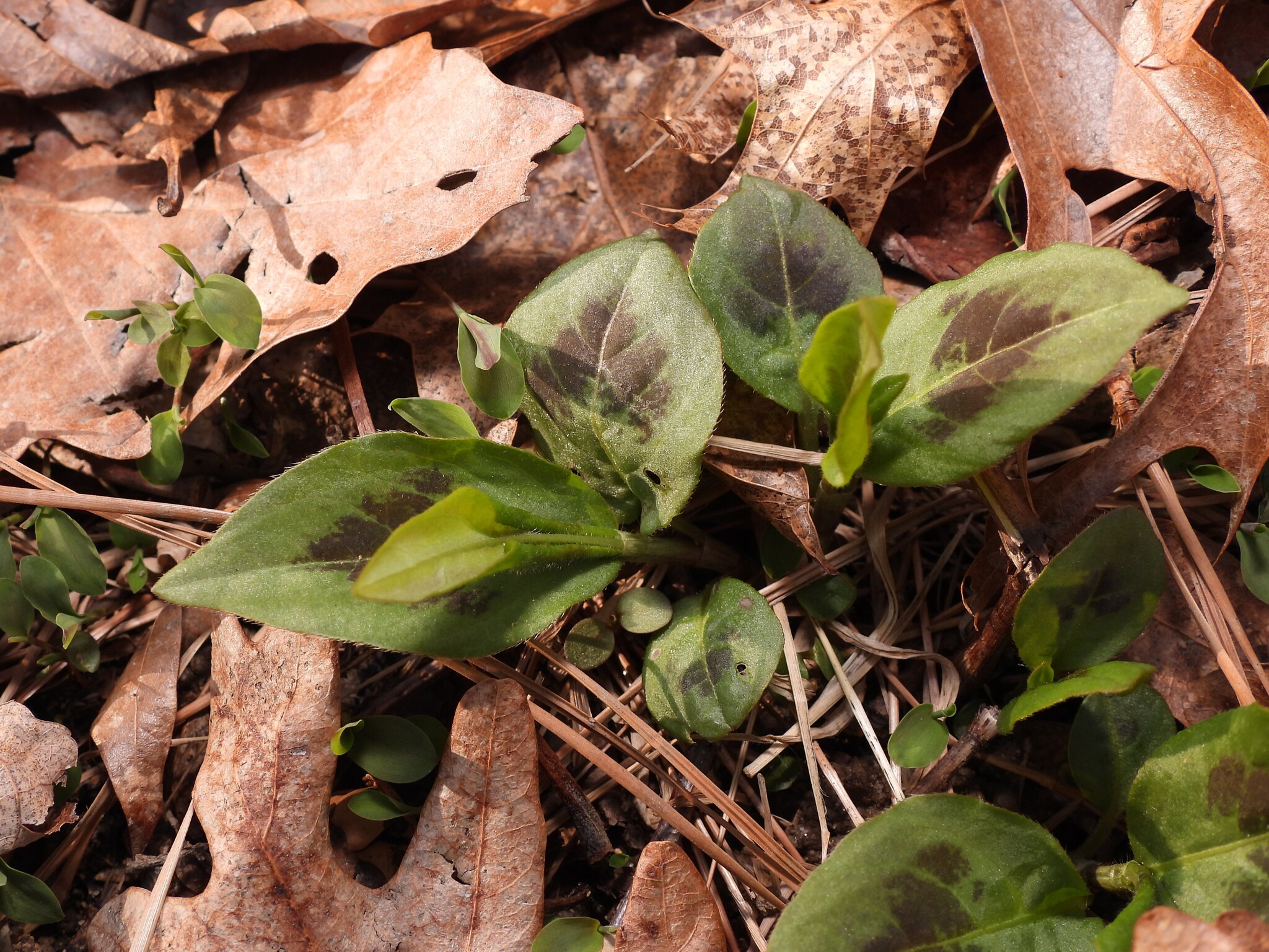 Polygonum Virginianum (Persicaria virginiana)