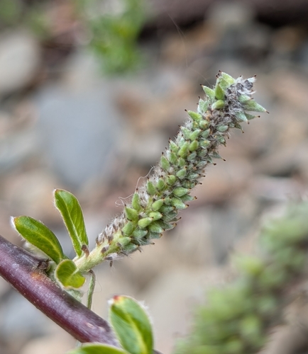 Sitka Willow (Salix sitchensis)