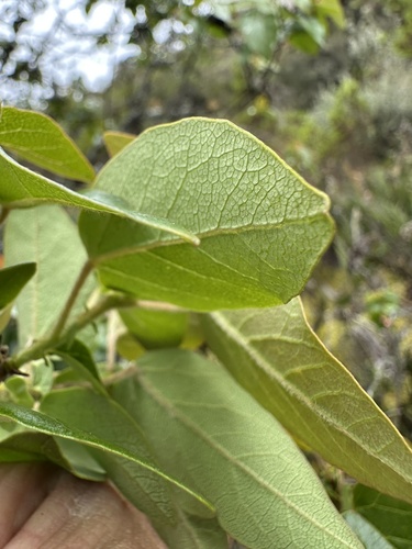 Vallea stipularis, photograph 5
