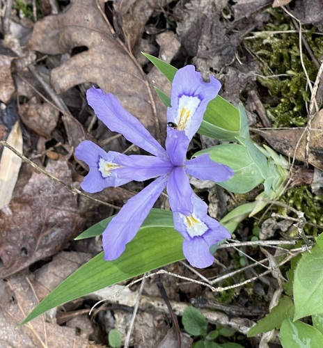 dwarf crested iris (Iris cristata)