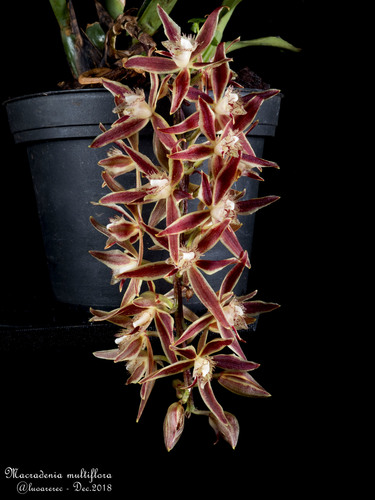 Macradenia
