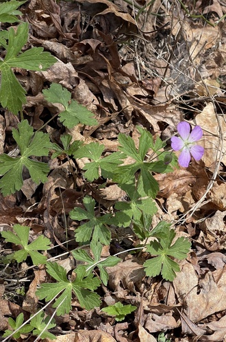 Spotted Geranium (Geranium maculatum)