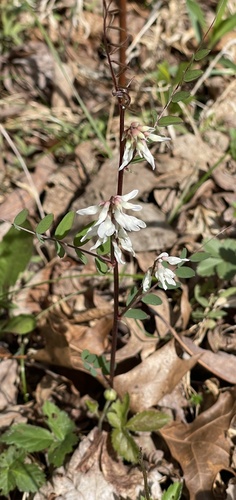 Carolina Vetch (Vicia caroliniana)