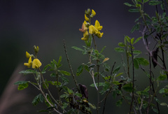 Crotalaria micans