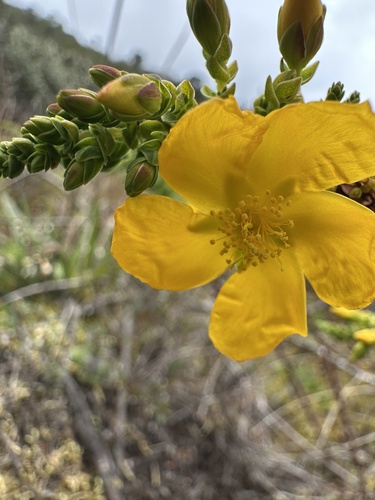 Hypericum goyanesii