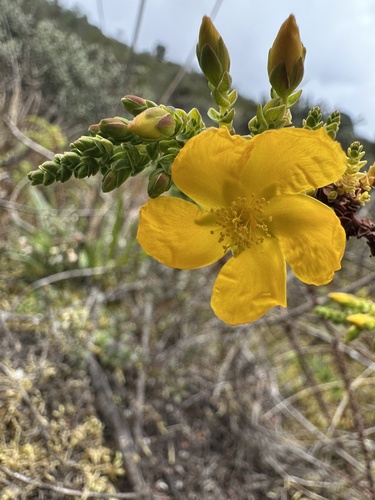 Hypericum goyanesii, photograph 2