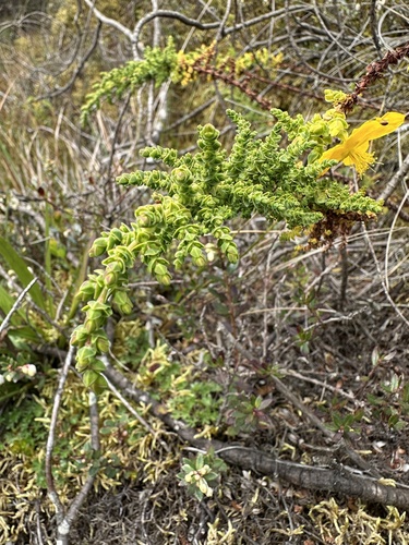 Hypericum goyanesii, photograph 3
