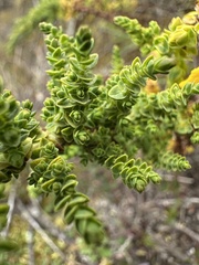 Hypericum goyanesii, photograph (c) Nicolás Baresch Uribe, some rights reserved (CC BY)