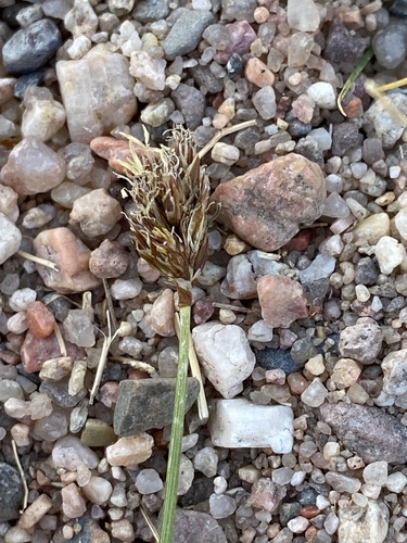 Needleleaf sedge (Carex duriuscula)