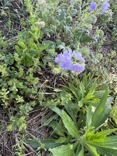 Phacelia hirsuta, photograph 6