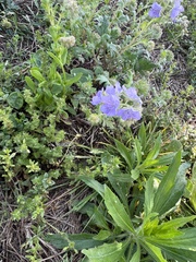 Phacelia hirsuta, photograph author not stated, no rights reserved