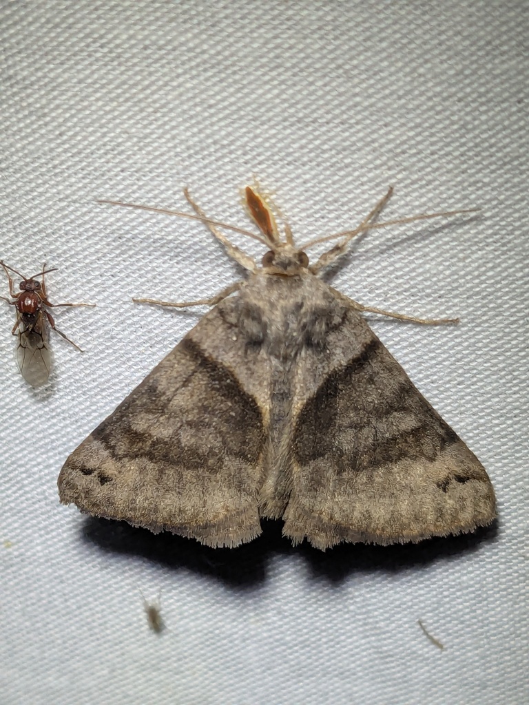 Clover Looper Moth