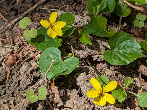 stream violet (Viola glabella)