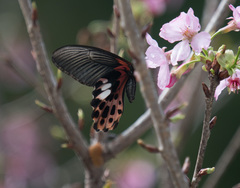 Papilio thaiwanus