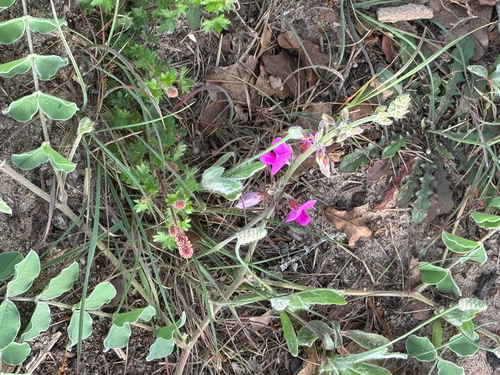 Hoary Pea (Tephrosia lindheimeri)