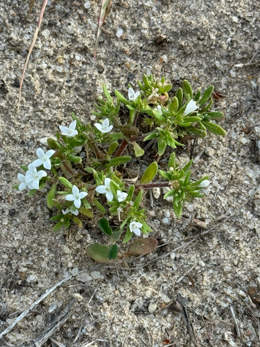 Matted Bluet (Houstonia humifusa)