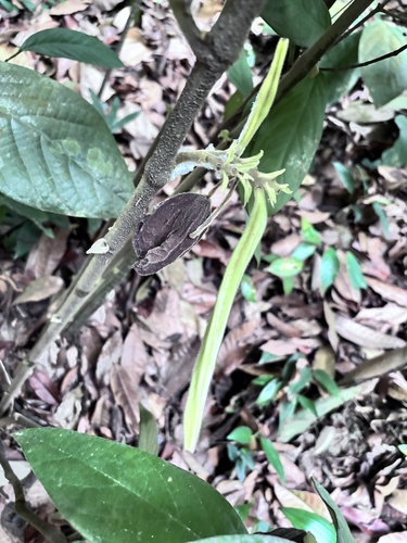 Thottea grandiflora observed 2026-04-11