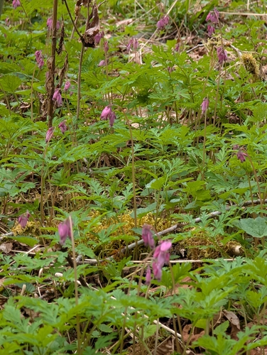 Pacific Bleeding Heart (Dicentra formosa)