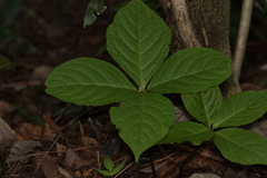 Chloranthus oldhamii