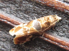 Lobesia yasudai