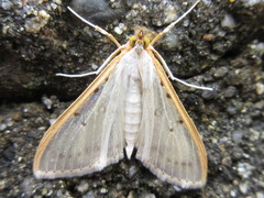 Palpita nigropunctalis