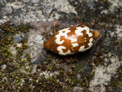 Asiophrida spectabilis