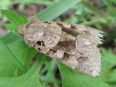 Clavipalpula aurariae