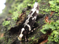 Aroga mesostrepta